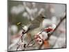 Adult Cedar Waxwing, Grand Teton National Park, Wyoming, USA-Rolf Nussbaumer-Mounted Photographic Print