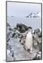 Adult Chinstrap Penguin (Pygoscelis Antarctica)-Michael Nolan-Mounted Photographic Print