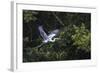 Adult Cocoi heron in flight on the Pacaya River, Upper Amazon River Basin, Loreto, Peru-Michael Nolan-Framed Photographic Print