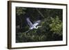 Adult Cocoi heron in flight on the Pacaya River, Upper Amazon River Basin, Loreto, Peru-Michael Nolan-Framed Photographic Print