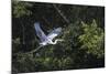 Adult Cocoi heron in flight on the Pacaya River, Upper Amazon River Basin, Loreto, Peru-Michael Nolan-Mounted Photographic Print