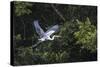 Adult Cocoi heron in flight on the Pacaya River, Upper Amazon River Basin, Loreto, Peru-Michael Nolan-Stretched Canvas