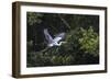 Adult Cocoi heron in flight on the Pacaya River, Upper Amazon River Basin, Loreto, Peru-Michael Nolan-Framed Photographic Print