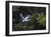 Adult Cocoi heron in flight on the Pacaya River, Upper Amazon River Basin, Loreto, Peru-Michael Nolan-Framed Photographic Print