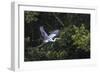 Adult Cocoi heron in flight on the Pacaya River, Upper Amazon River Basin, Loreto, Peru-Michael Nolan-Framed Photographic Print