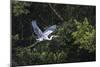 Adult Cocoi heron in flight on the Pacaya River, Upper Amazon River Basin, Loreto, Peru-Michael Nolan-Mounted Photographic Print
