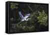 Adult Cocoi heron in flight on the Pacaya River, Upper Amazon River Basin, Loreto, Peru-Michael Nolan-Framed Stretched Canvas