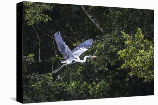 Adult Cocoi heron in flight on the Pacaya River, Upper Amazon River Basin, Loreto, Peru-Michael Nolan-Stretched Canvas