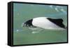 Adult Commerson's Dolphin (Cephalorhynchus Commersonii)-Michael Nolan-Framed Stretched Canvas