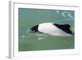 Adult Commerson's Dolphin (Cephalorhynchus Commersonii)-Michael Nolan-Framed Photographic Print