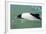 Adult Commerson's Dolphin (Cephalorhynchus Commersonii)-Michael Nolan-Framed Photographic Print