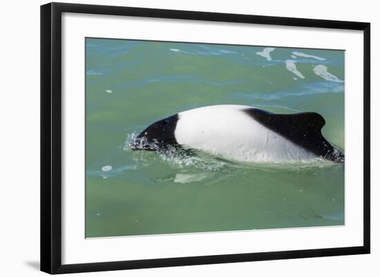 Adult Commerson's Dolphin (Cephalorhynchus Commersonii)-Michael Nolan-Framed Photographic Print