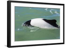 Adult Commerson's Dolphin (Cephalorhynchus Commersonii)-Michael Nolan-Framed Photographic Print