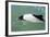 Adult Commerson's Dolphin (Cephalorhynchus Commersonii)-Michael Nolan-Framed Photographic Print