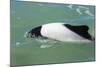 Adult Commerson's Dolphin (Cephalorhynchus Commersonii)-Michael Nolan-Mounted Photographic Print