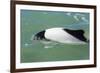 Adult Commerson's Dolphin (Cephalorhynchus Commersonii)-Michael Nolan-Framed Photographic Print