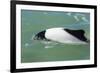 Adult Commerson's Dolphin (Cephalorhynchus Commersonii)-Michael Nolan-Framed Photographic Print