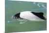 Adult Commerson's Dolphin (Cephalorhynchus Commersonii)-Michael Nolan-Mounted Photographic Print