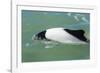 Adult Commerson's Dolphin (Cephalorhynchus Commersonii)-Michael Nolan-Framed Photographic Print