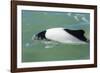 Adult Commerson's Dolphin (Cephalorhynchus Commersonii)-Michael Nolan-Framed Photographic Print