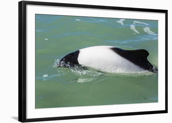 Adult Commerson's Dolphin (Cephalorhynchus Commersonii)-Michael Nolan-Framed Photographic Print