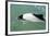 Adult Commerson's Dolphin (Cephalorhynchus Commersonii)-Michael Nolan-Framed Photographic Print