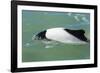 Adult Commerson's Dolphin (Cephalorhynchus Commersonii)-Michael Nolan-Framed Photographic Print