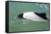 Adult Commerson's Dolphin (Cephalorhynchus Commersonii)-Michael Nolan-Framed Stretched Canvas