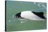 Adult Commerson's Dolphin (Cephalorhynchus Commersonii)-Michael Nolan-Stretched Canvas