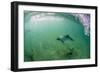 Adult Commerson's Dolphin (Cephalorhynchus Commersonii)-Michael Nolan-Framed Photographic Print