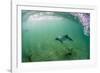 Adult Commerson's Dolphin (Cephalorhynchus Commersonii)-Michael Nolan-Framed Photographic Print