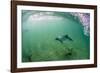 Adult Commerson's Dolphin (Cephalorhynchus Commersonii)-Michael Nolan-Framed Photographic Print