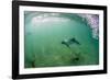 Adult Commerson's Dolphin (Cephalorhynchus Commersonii)-Michael Nolan-Framed Photographic Print