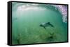 Adult Commerson's Dolphin (Cephalorhynchus Commersonii)-Michael Nolan-Framed Stretched Canvas