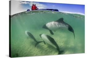 Adult Commerson's Dolphin (Cephalorhynchus Commersonii)-Michael Nolan-Stretched Canvas