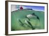 Adult Commerson's Dolphin (Cephalorhynchus Commersonii)-Michael Nolan-Framed Photographic Print