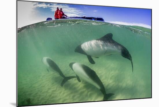 Adult Commerson's Dolphin (Cephalorhynchus Commersonii)-Michael Nolan-Mounted Photographic Print