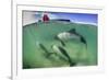 Adult Commerson's Dolphin (Cephalorhynchus Commersonii)-Michael Nolan-Framed Photographic Print