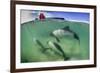 Adult Commerson's Dolphin (Cephalorhynchus Commersonii)-Michael Nolan-Framed Photographic Print