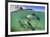 Adult Commerson's Dolphin (Cephalorhynchus Commersonii)-Michael Nolan-Framed Photographic Print