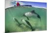 Adult Commerson's Dolphin (Cephalorhynchus Commersonii)-Michael Nolan-Mounted Photographic Print