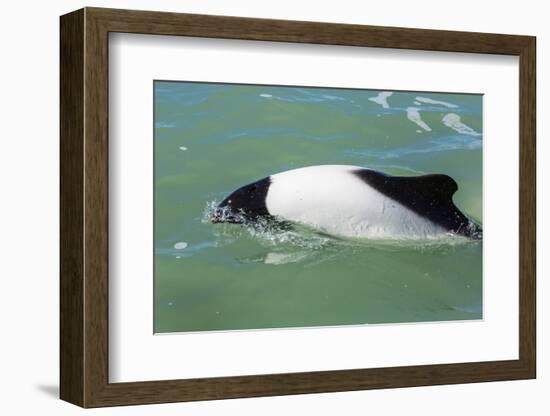 Adult Commerson's Dolphin (Cephalorhynchus Commersonii)-Michael Nolan-Framed Photographic Print