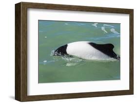 Adult Commerson's Dolphin (Cephalorhynchus Commersonii)-Michael Nolan-Framed Photographic Print