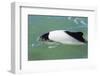 Adult Commerson's Dolphin (Cephalorhynchus Commersonii)-Michael Nolan-Framed Photographic Print