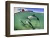 Adult Commerson's Dolphin (Cephalorhynchus Commersonii)-Michael Nolan-Framed Photographic Print