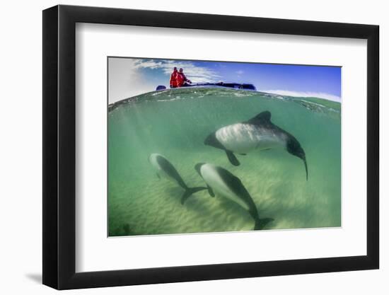 Adult Commerson's Dolphin (Cephalorhynchus Commersonii)-Michael Nolan-Framed Photographic Print