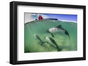 Adult Commerson's Dolphin (Cephalorhynchus Commersonii)-Michael Nolan-Framed Photographic Print