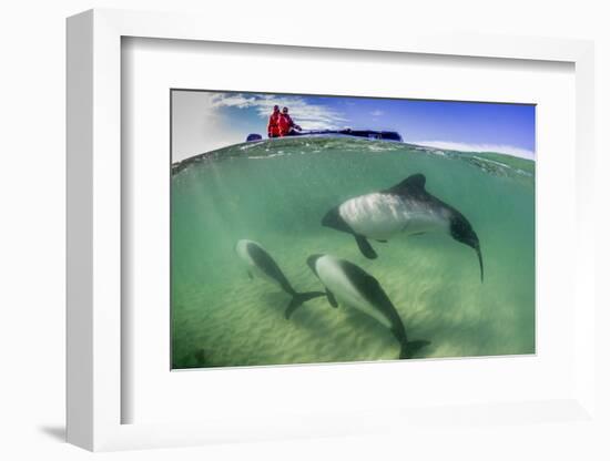 Adult Commerson's Dolphin (Cephalorhynchus Commersonii)-Michael Nolan-Framed Photographic Print