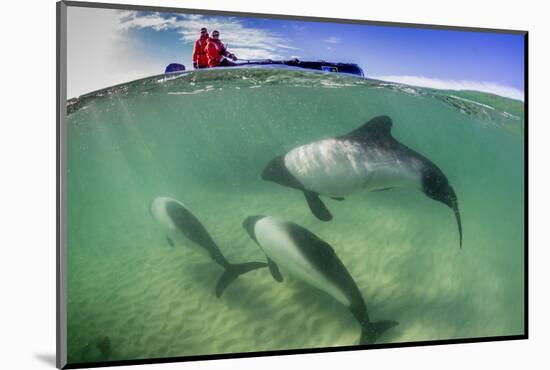 Adult Commerson's Dolphin (Cephalorhynchus Commersonii)-Michael Nolan-Mounted Photographic Print