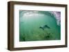 Adult Commerson's Dolphin (Cephalorhynchus Commersonii)-Michael Nolan-Framed Photographic Print